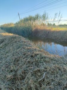 Limpieza de la acequia 'les escoletes' de El Palmar